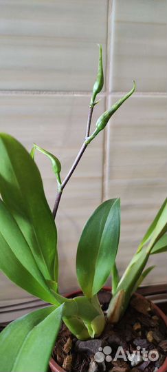 Орхидея брассия