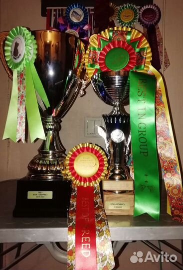 Кобель мопса открыт для вязок