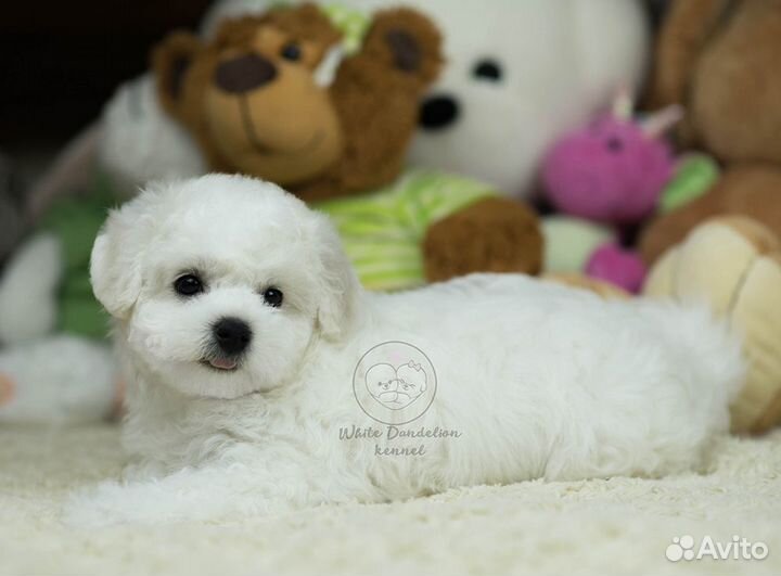 Бишон фризе девочка