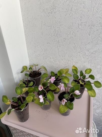 Комнатные цветы фиалки