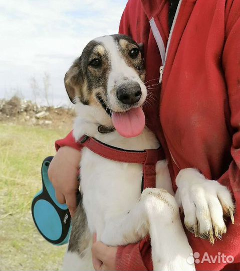 Собака Лиза