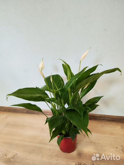 Спатифиллум бинго купидо