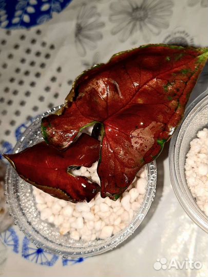 Сингониум клубничный лёд,грин арроу Мутейше,Регина