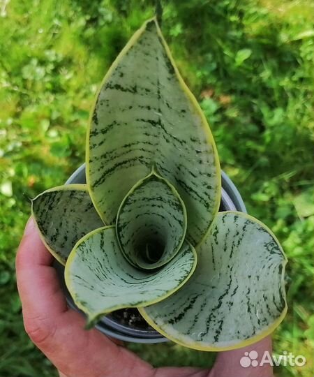 Сансевиерии ханни сортовые