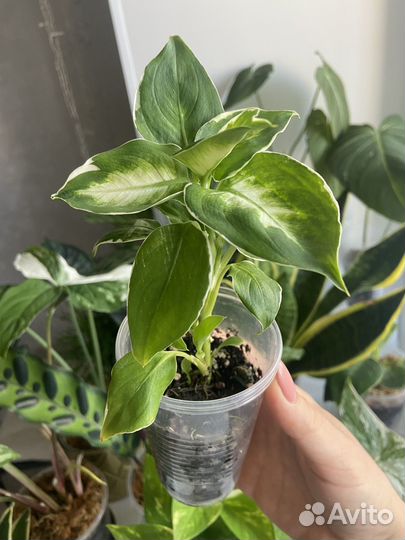 Диффенбахия кул бьюти