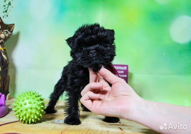 Собачка редкая, маленькая порода аффенпинчер объявление продам