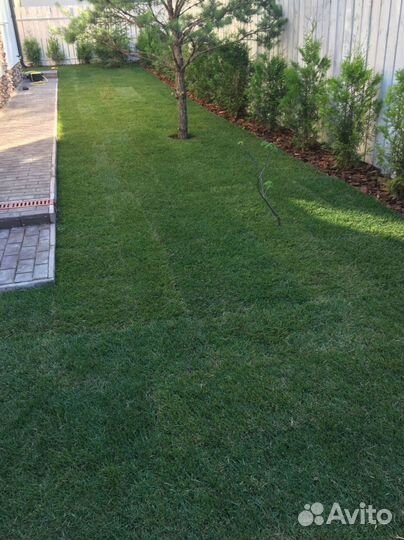 Рулонный газон. Собственный питомник