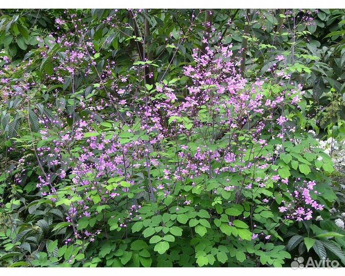 Василистник Рохебрунна