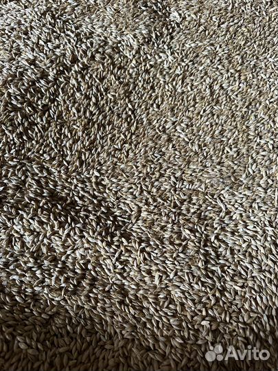 Ячмень зерно