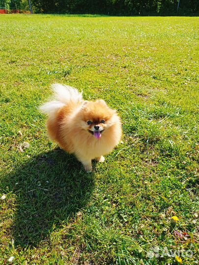 Шпиц мини вязка