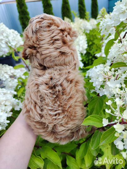 Щенки кавапу