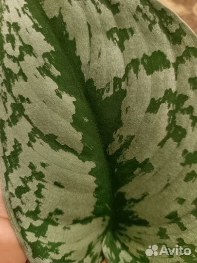 Эпипремнум, сциндапсус