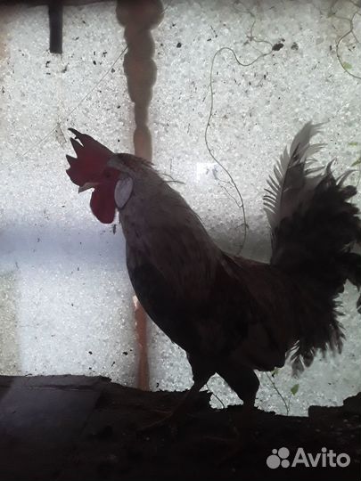 Цыплята-несушки,петухи