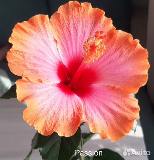 Сортовые гибискусы