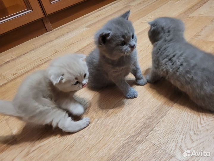 Британская