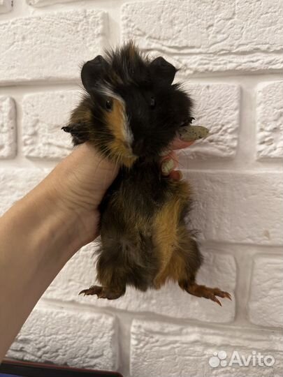 Морские свинки парой