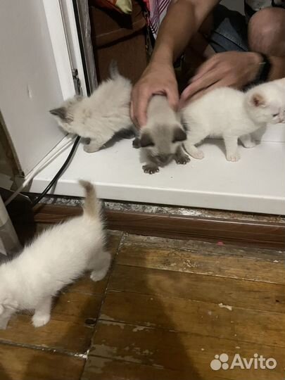 Котята в добрые руки