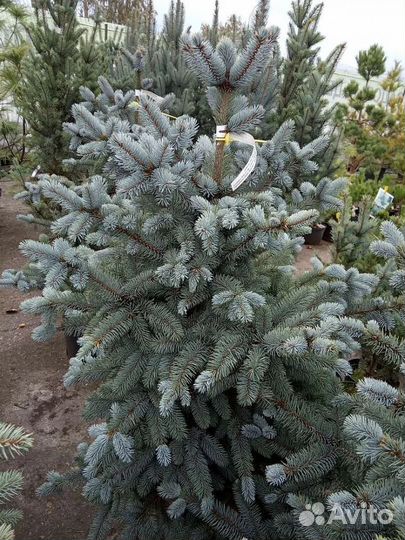 Ель Сизая Блу Маунтан