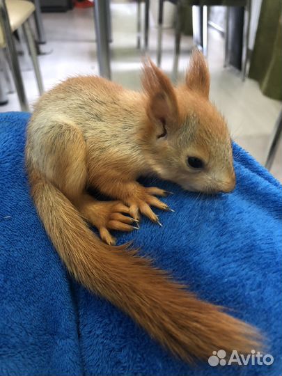 Алтайские ручные бельчата