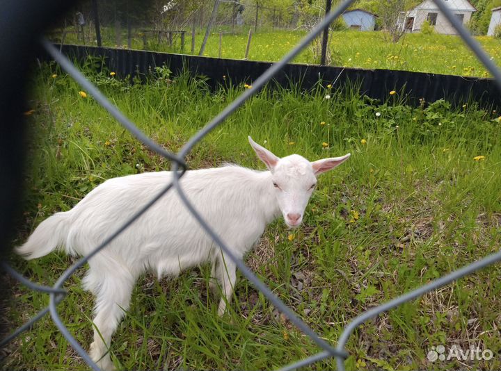 Чистокровный зааненский козлик 3 мес, козье молоко