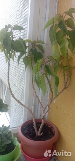 Цветы комнатные