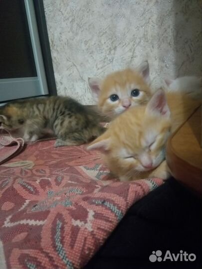 Котята 1.5 мес