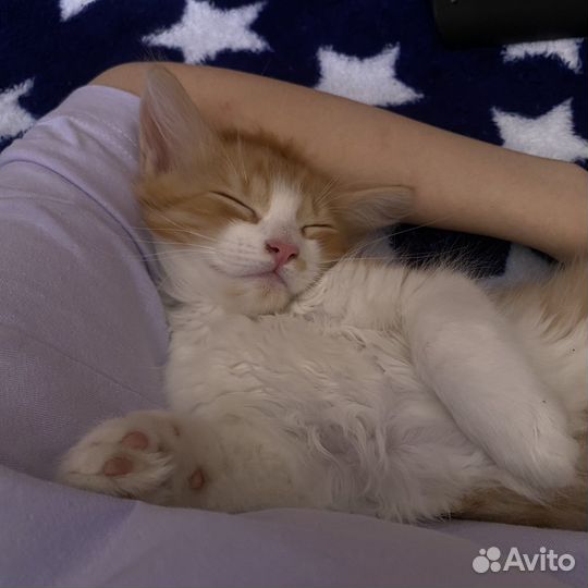Продам котенка