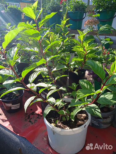 Гортензия саженцы