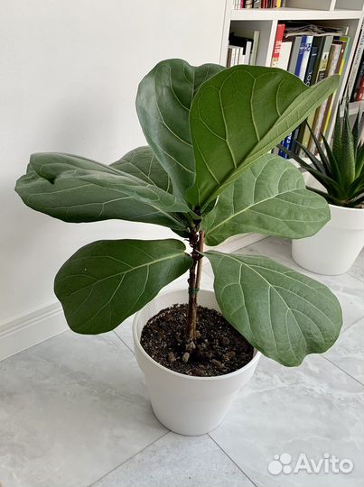 Фикус лирата большой