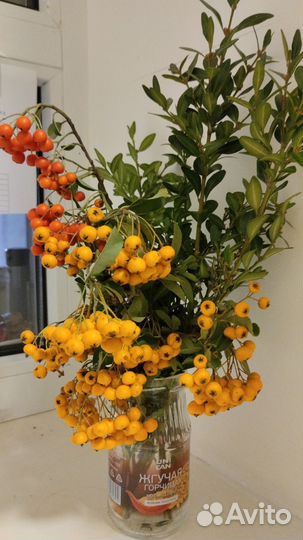 Пираканта семена