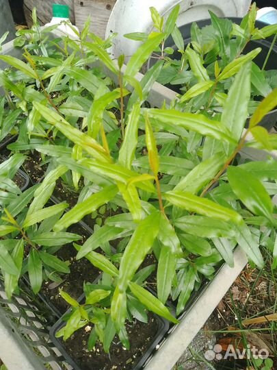 Комнатные растения