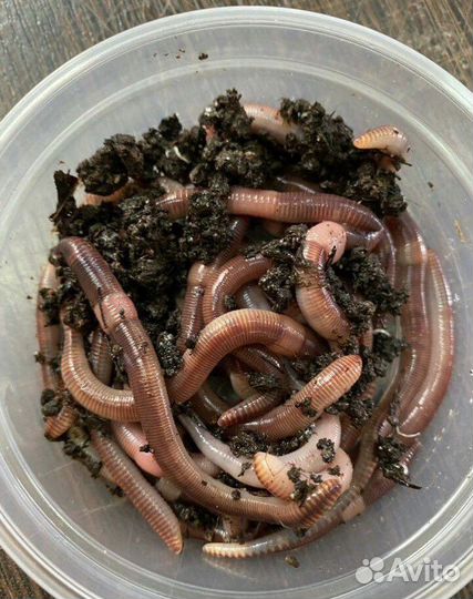 Черви дендробена для рыбалки