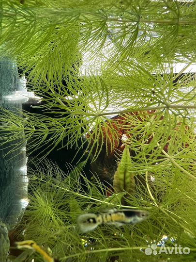 Роголистник