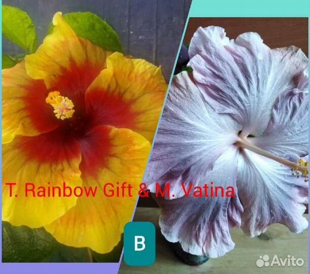 Гибискусы сортовые