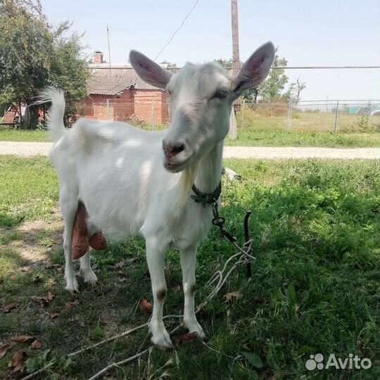 Коза дойная молочная