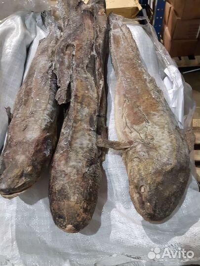 Налим свежемороженный