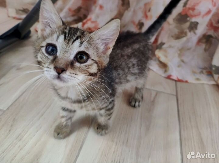 Котенок