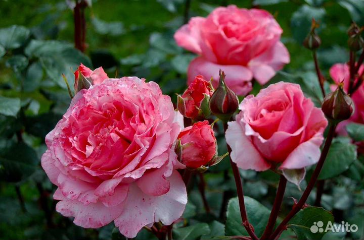 Саженцы роз