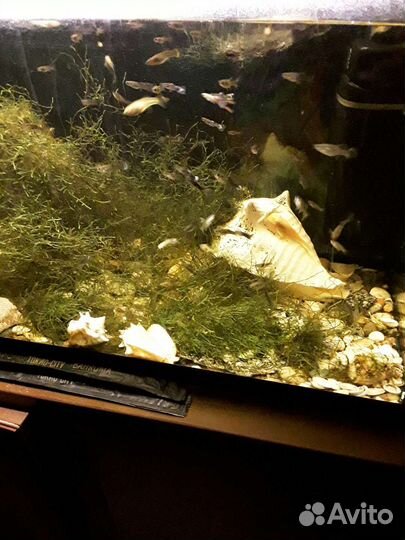 Рыбки гуппи и травка в аквариум