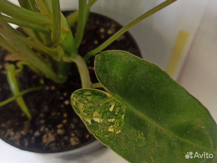 Филодендрон кордилина бамбук спатифиллум