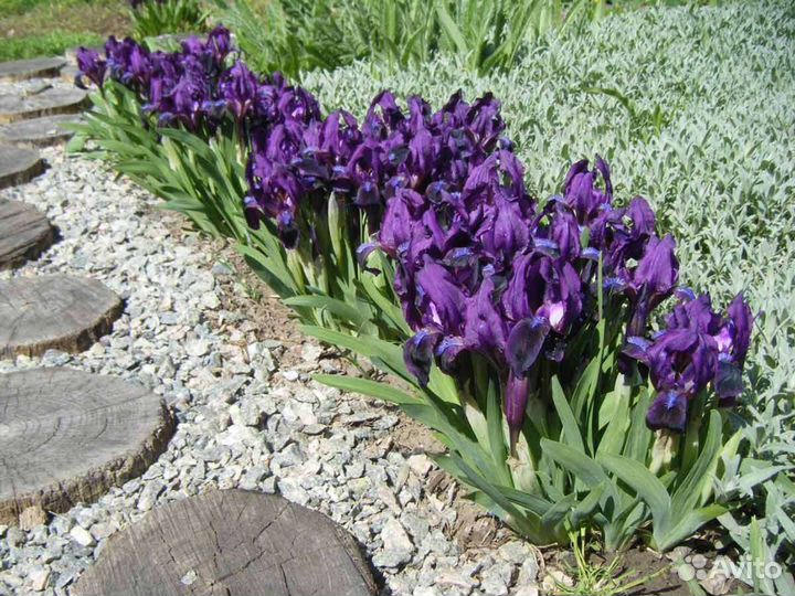 Ирис сибирский