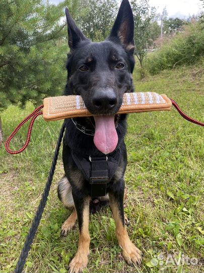 Собака на вязку