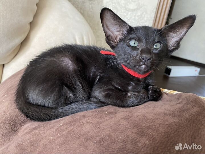 Ориентальная