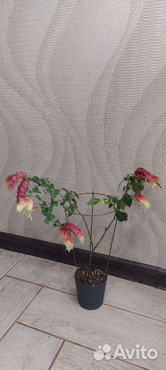 Белопероне варигат