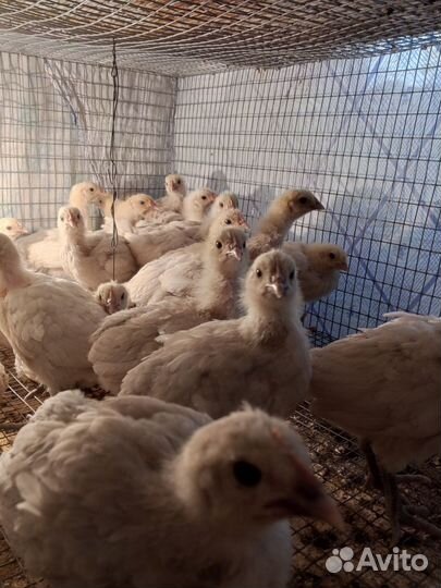 Цыплята