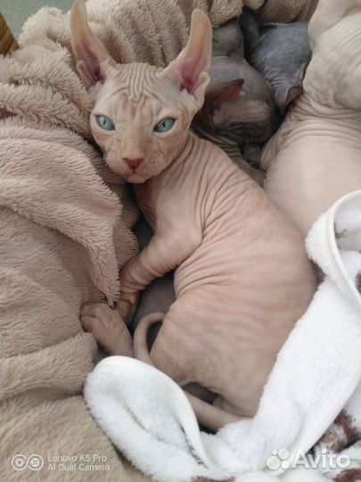 Эльф канадский