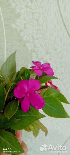 Бальзамин ванька мокрый