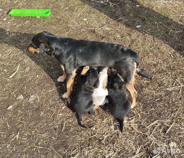 Щенок в добрые руки