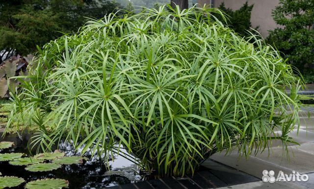 Растения для Пруда -Водоема-Биоплато