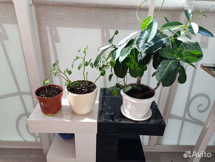 Стефанотис жасмин, маранта триколор